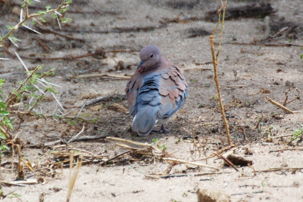 Tanzania - Tortora:  Spilopelia senegalensis